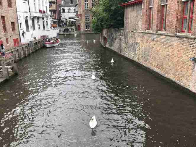 Brugge witte zwanen_10