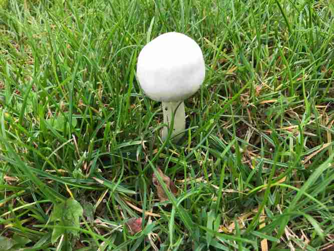 paddenstoelen19_13