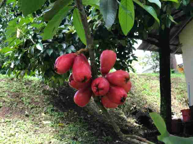 Fruit Indonesie_6